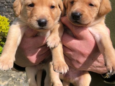 Stunning KC registered Labrador puppies