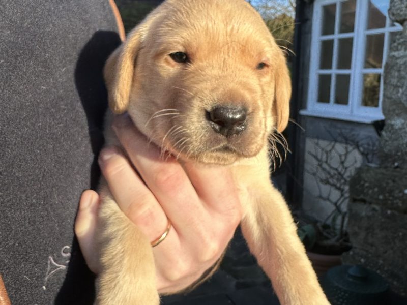 1 golden boy for sale