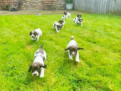 English Springer Spaniels Puppies