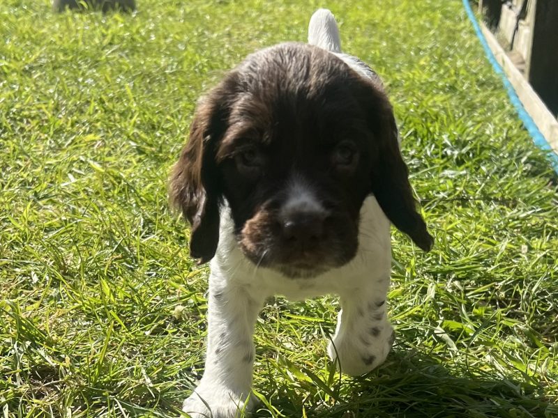 English Springer Spaniels Puppies