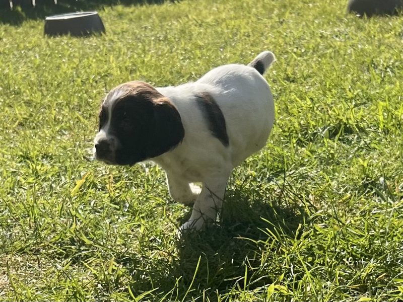 English Springer Spaniels Puppies