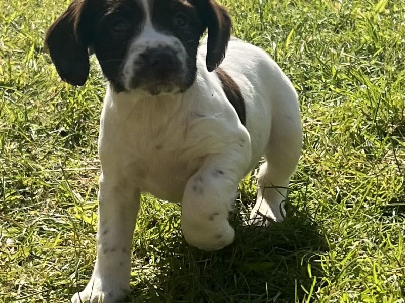 English Springer Spaniels Puppies