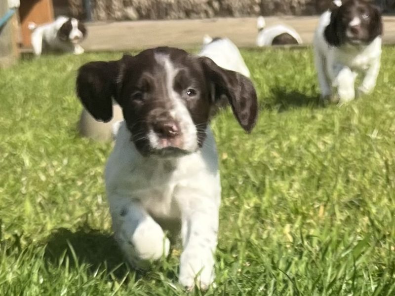 English Springer Spaniels Puppies