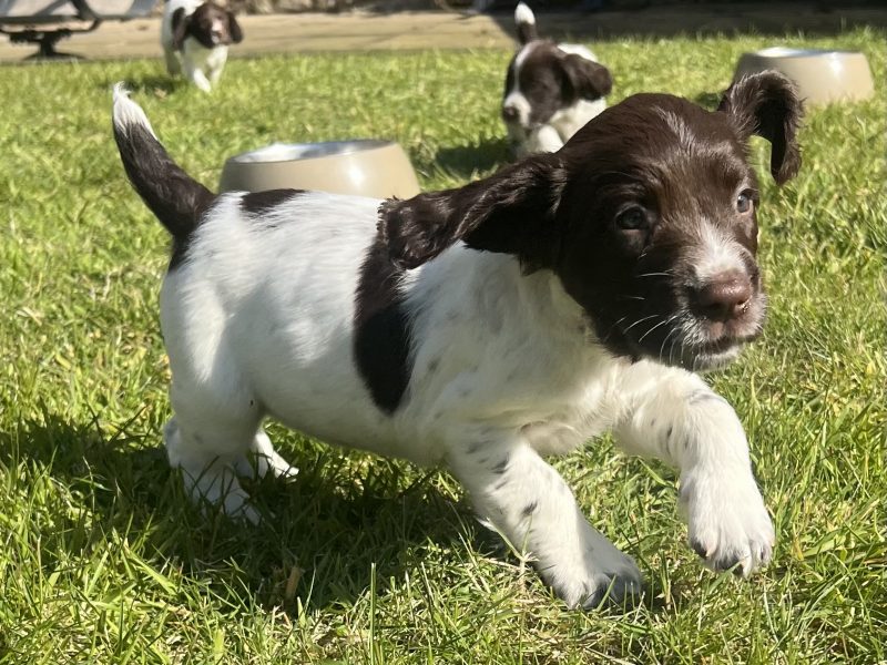English Springer Spaniels Puppies