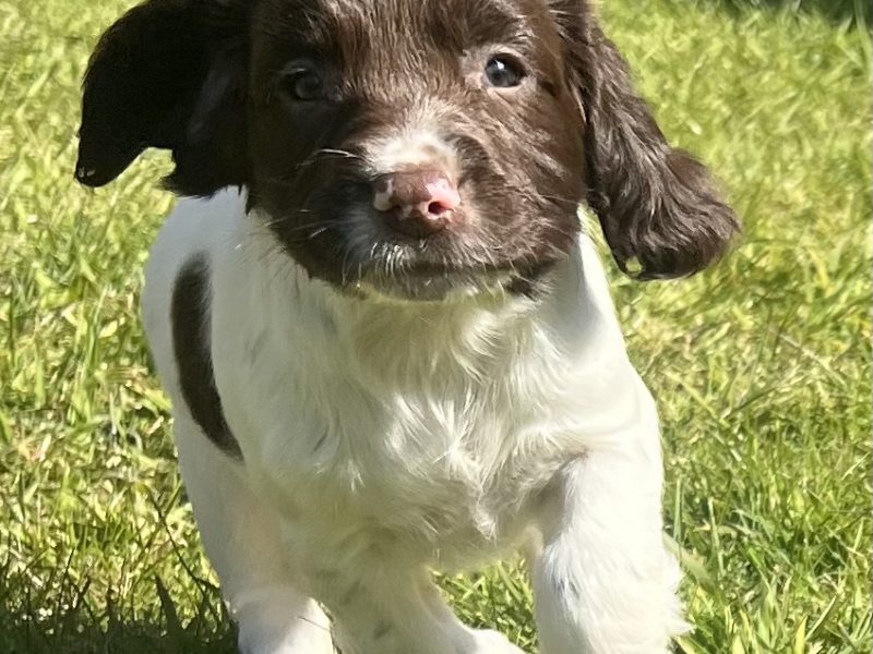 English Springer Spaniels Puppies