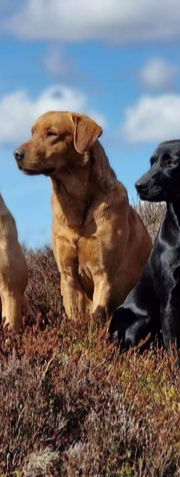 KC Registered Labrador