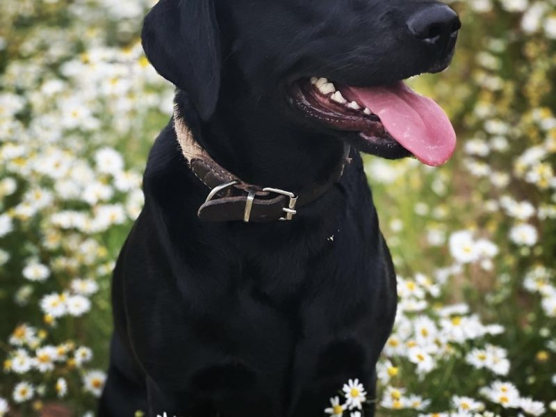 KC Registered Labrador