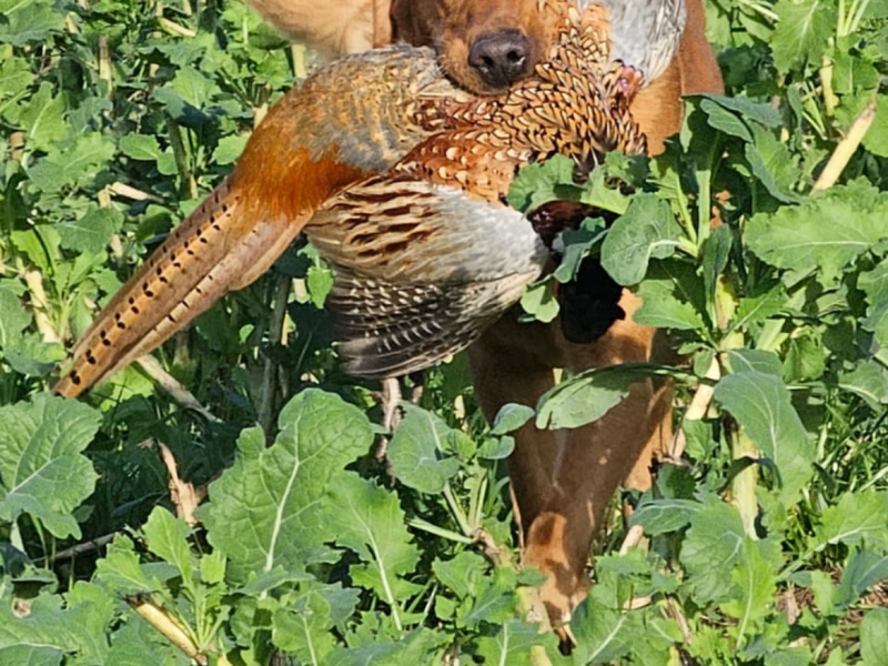KC Registered Labrador