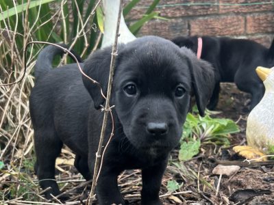 KC Registered Labrador