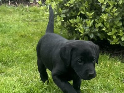 KC registered Labradors