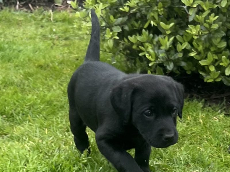 KC Registered Labrador