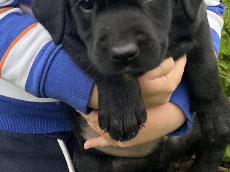 KC Registered Labrador