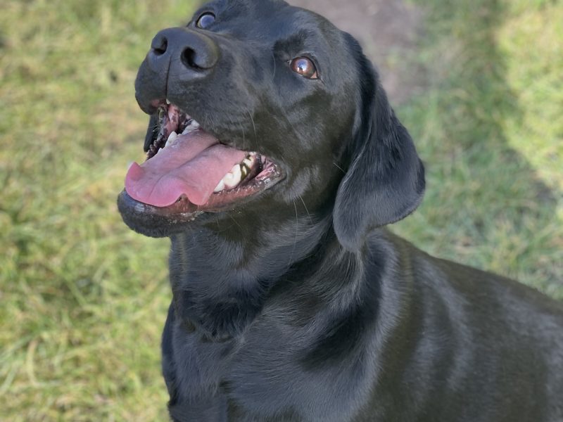Exceptional KC registered litter (2 boys available and ready to go)