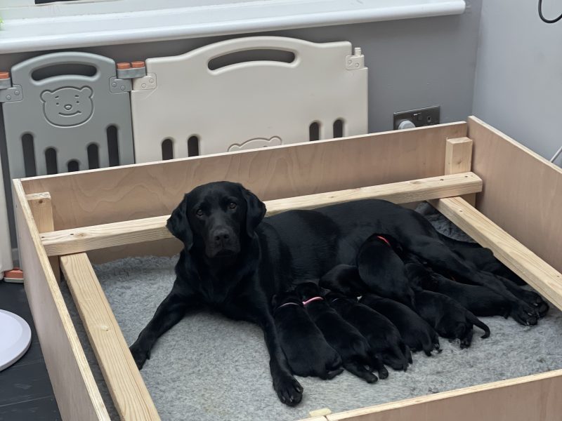 Exceptional KC registered litter (2 boys available and ready to go)