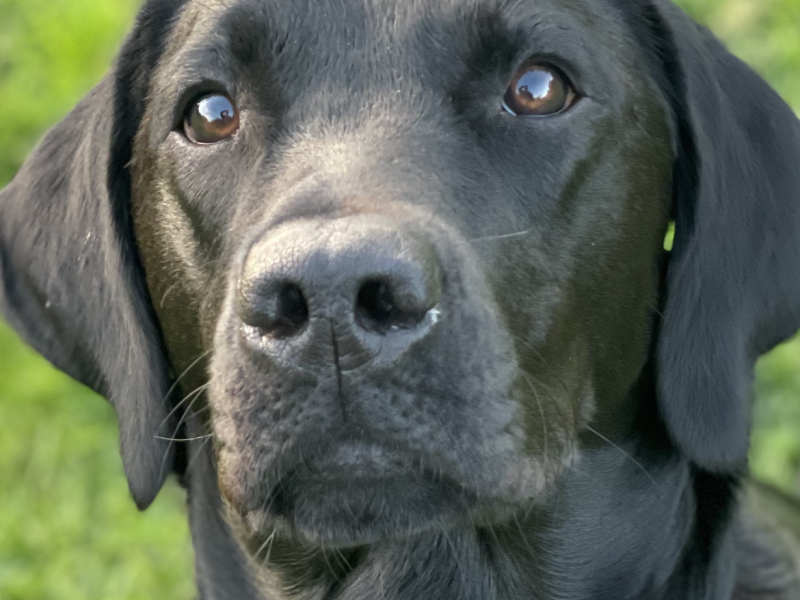 Exceptional KC registered litter (2 boys available and ready to go)