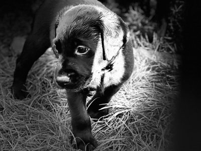 Exceptional KC registered litter (2 boys available and ready to go)