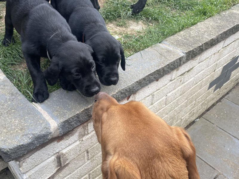 Exceptional KC registered litter (2 boys available and ready to go)