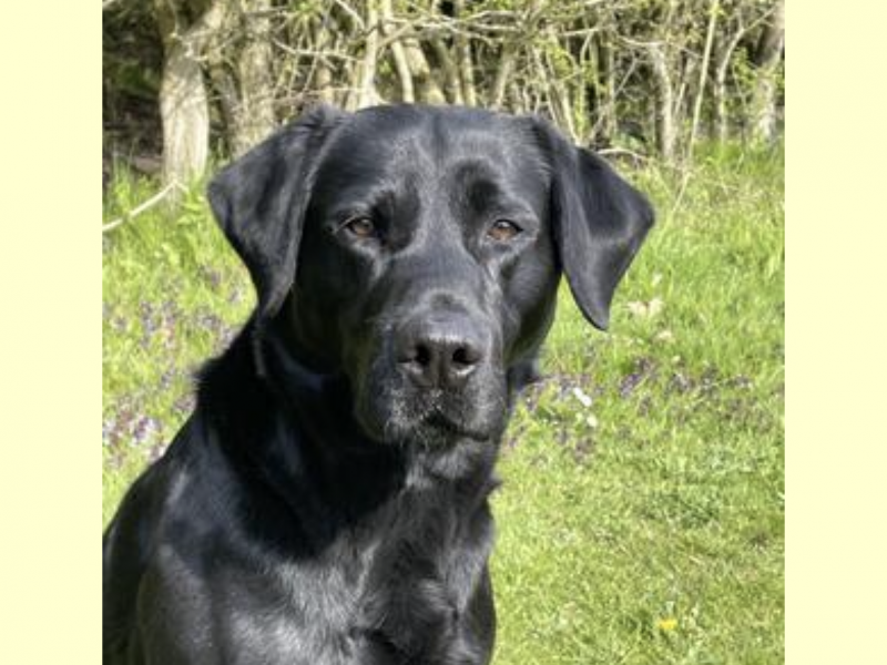 Exceptional KC registered litter (2 boys available and ready to go)