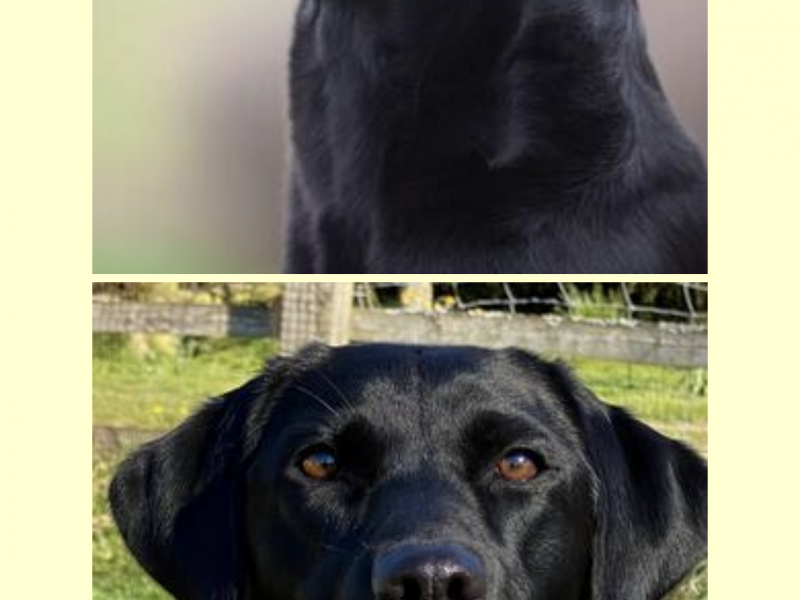 Exceptional KC registered litter (2 boys available and ready to go)