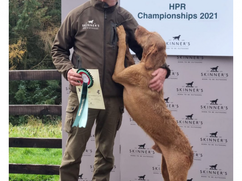 Hungarian Wirehair Vizsla puppies