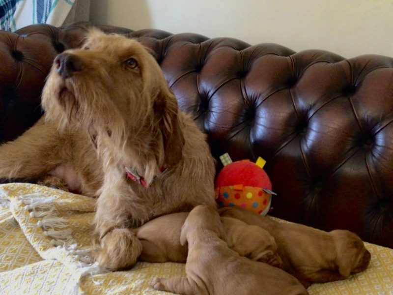 Hungarian Wirehair Vizsla puppies