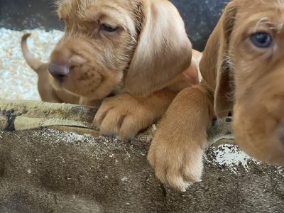Hungarian Wirehair Vizsla puppies