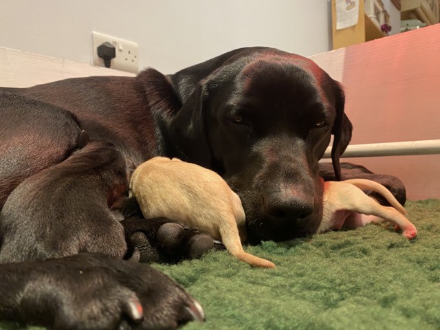 Stunning KC reg black and yellow Labrador pups sired by FTCh