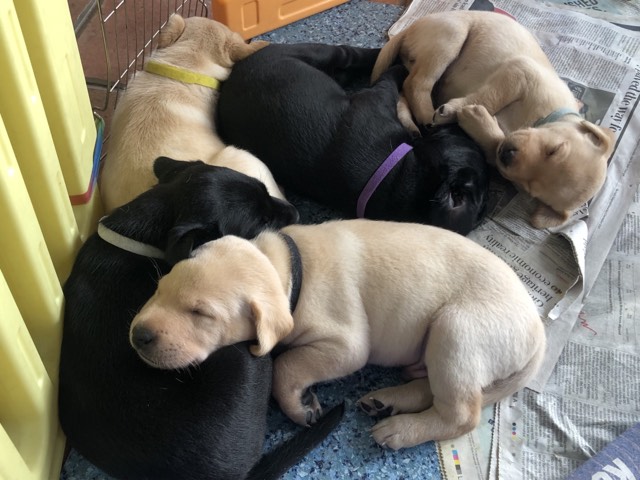 Stunning KC reg black and yellow Labrador pups sired by FTCh