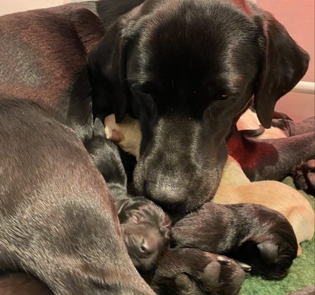 Stunning KC reg black and yellow Labrador pups sired by FTCh