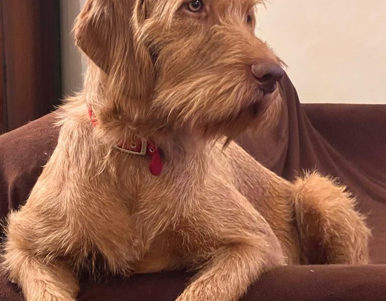 Hungarian Wirehair Vizsla puppies