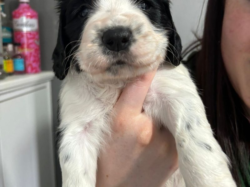 Springer Spaniel Puppies for sale. 1 boy 4 Girls ready early May. Both Parents can be seen as they are dogs.