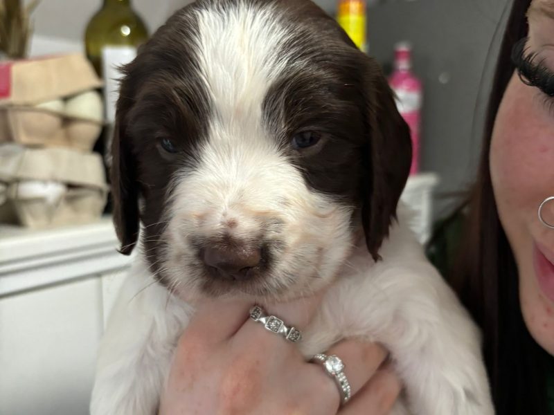 Springer Spaniel Puppies for sale. 1 boy 4 Girls ready early May. Both Parents can be seen as they are dogs.
