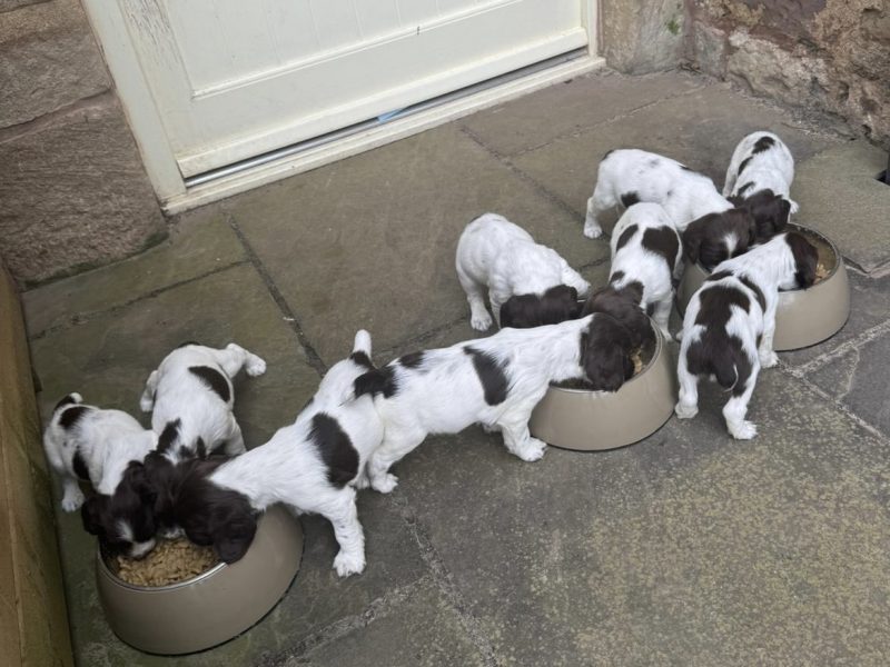 English Springer Spaniels Puppies