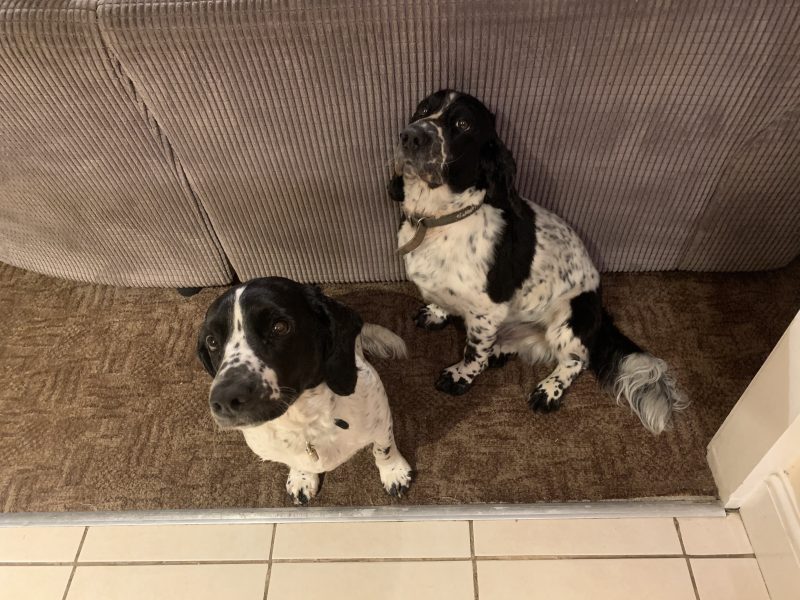 Sprocker spaniel puppies