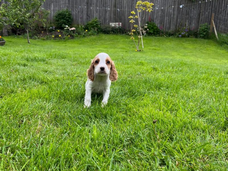 Beautiful Golden and White WCS puppies available