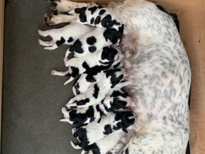 Sprocker spaniel puppies