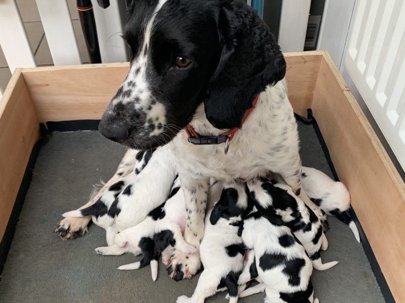 Sprocker spaniel puppies