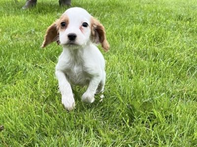 Beautiful Golden and White WCS puppies available