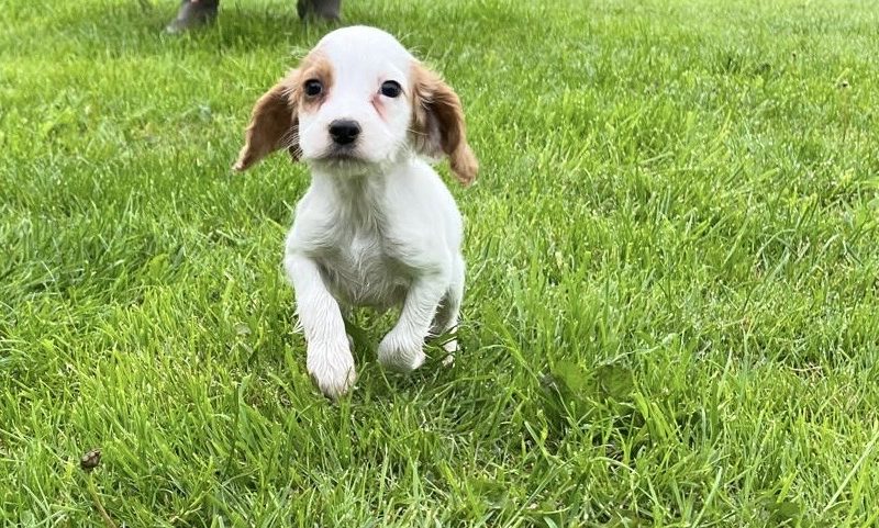 Beautiful Golden and White WCS puppies available