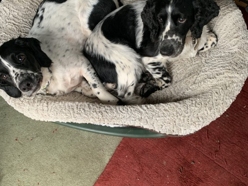 Sprocker spaniel puppies