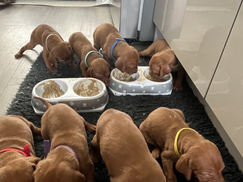 Hungarian Vizsla puppies