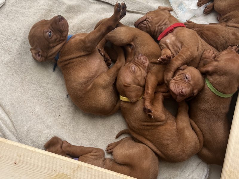 Hungarian Vizsla puppies