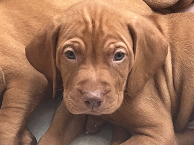 Hungarian Vizsla puppies