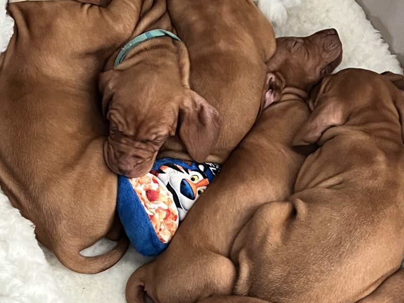 Hungarian Vizsla puppies
