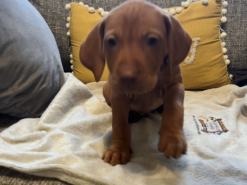 Hungarian Vizsla puppies