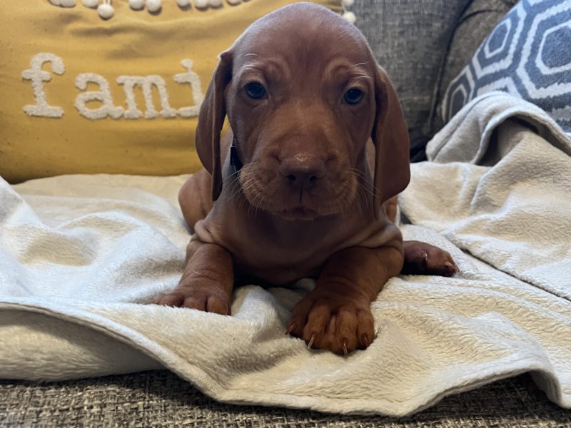 Hungarian Vizsla puppies