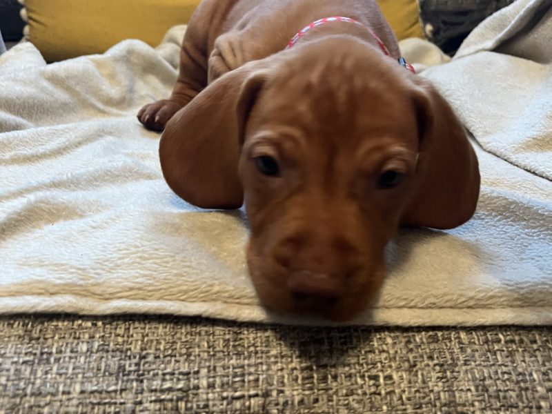 Hungarian Vizsla puppies