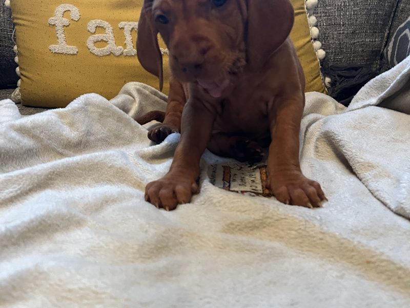 Hungarian Vizsla puppies
