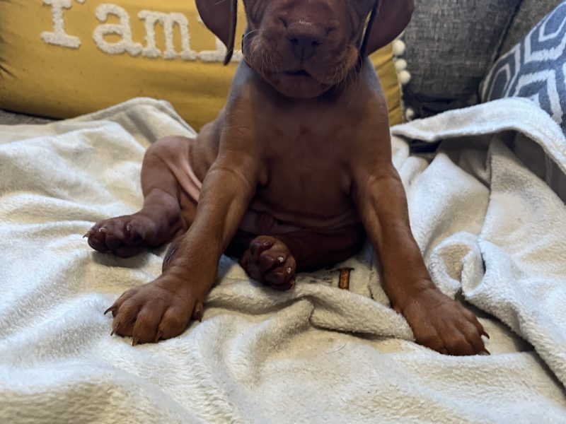 Hungarian Vizsla puppies