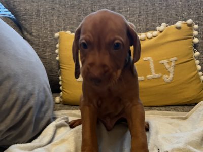 Hungarian Vizsla puppies